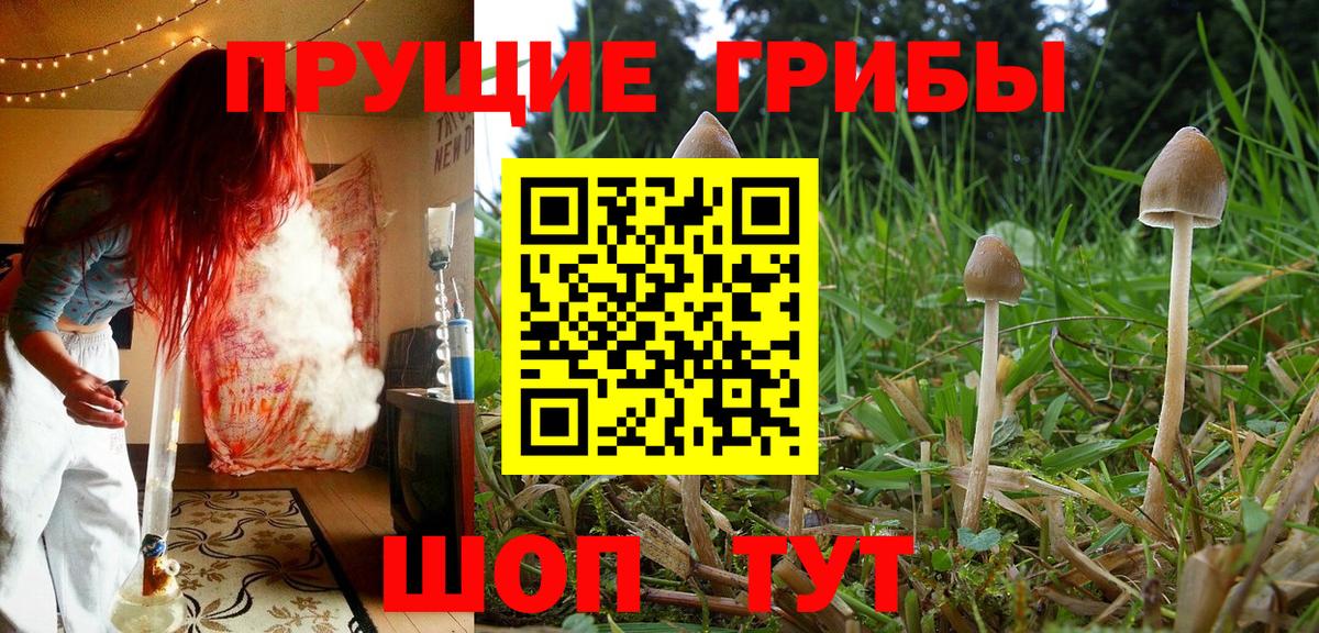 Соль-Илецк  Псилоцибиновые грибы Psilocybine cubensis  Вход с VPN  Галлюциногенные грибы мицелий 